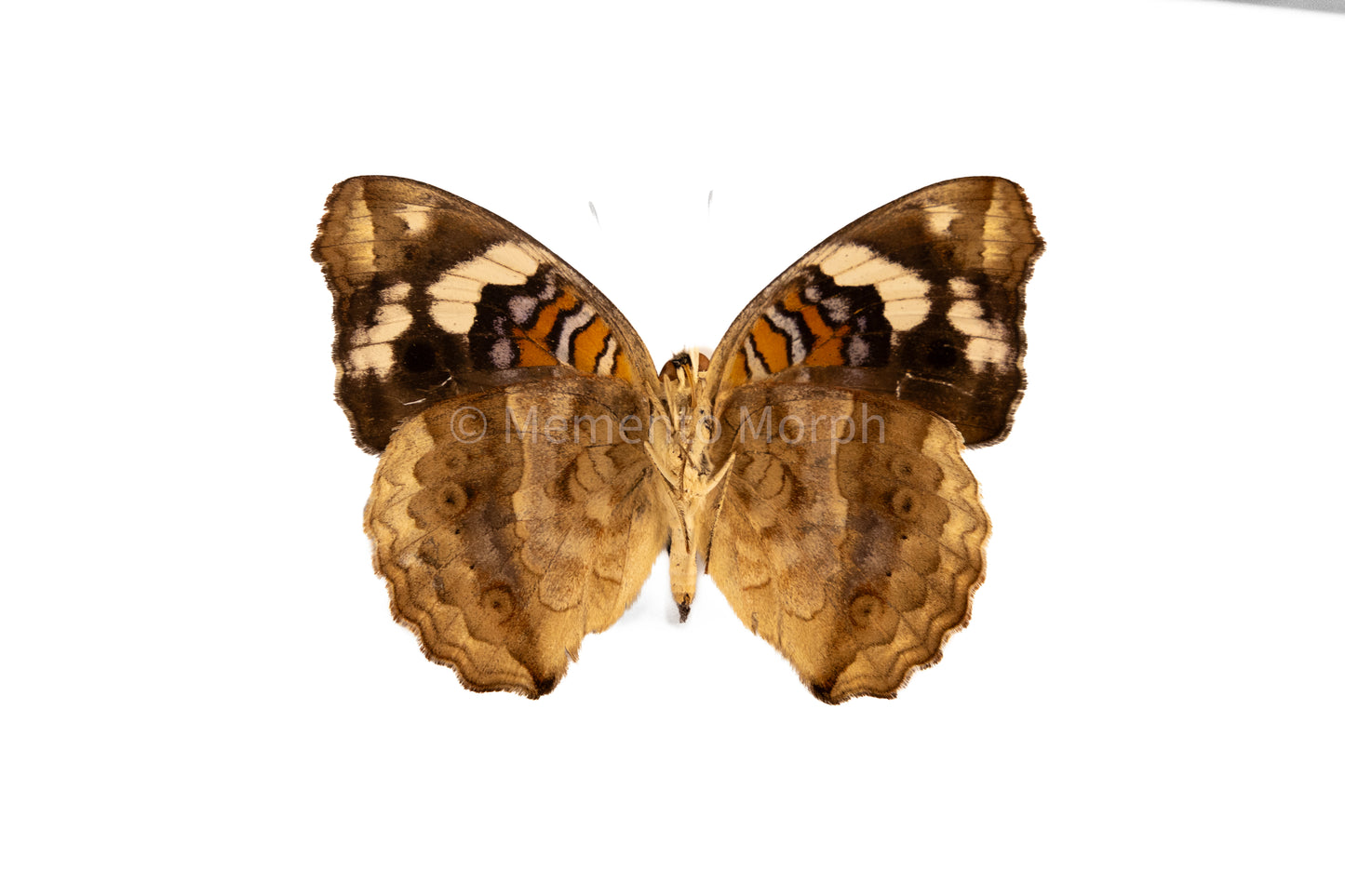 Precis Clelia (Folded Wings)
