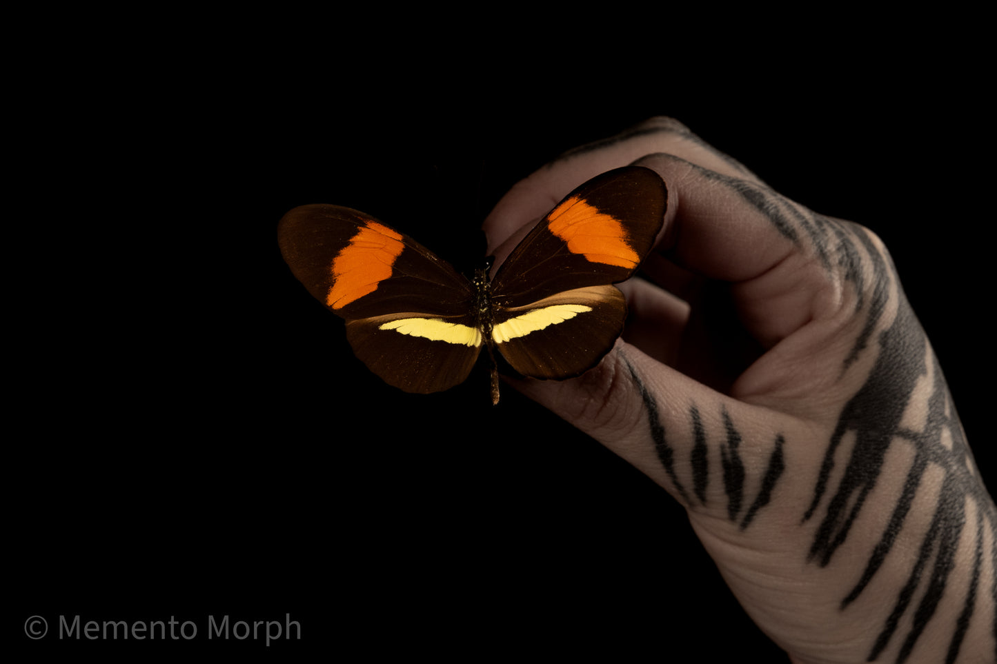 Heliconius Erato (Folded Wings)