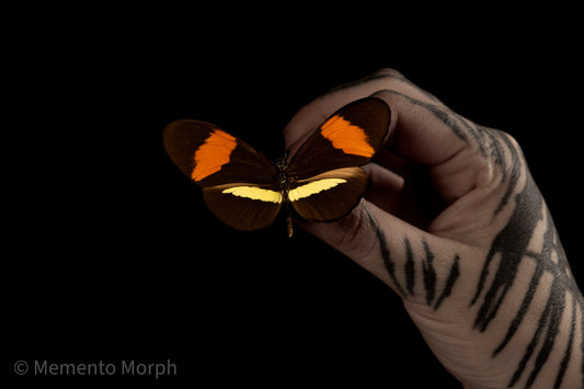 Heliconius Erato (Folded Wings)