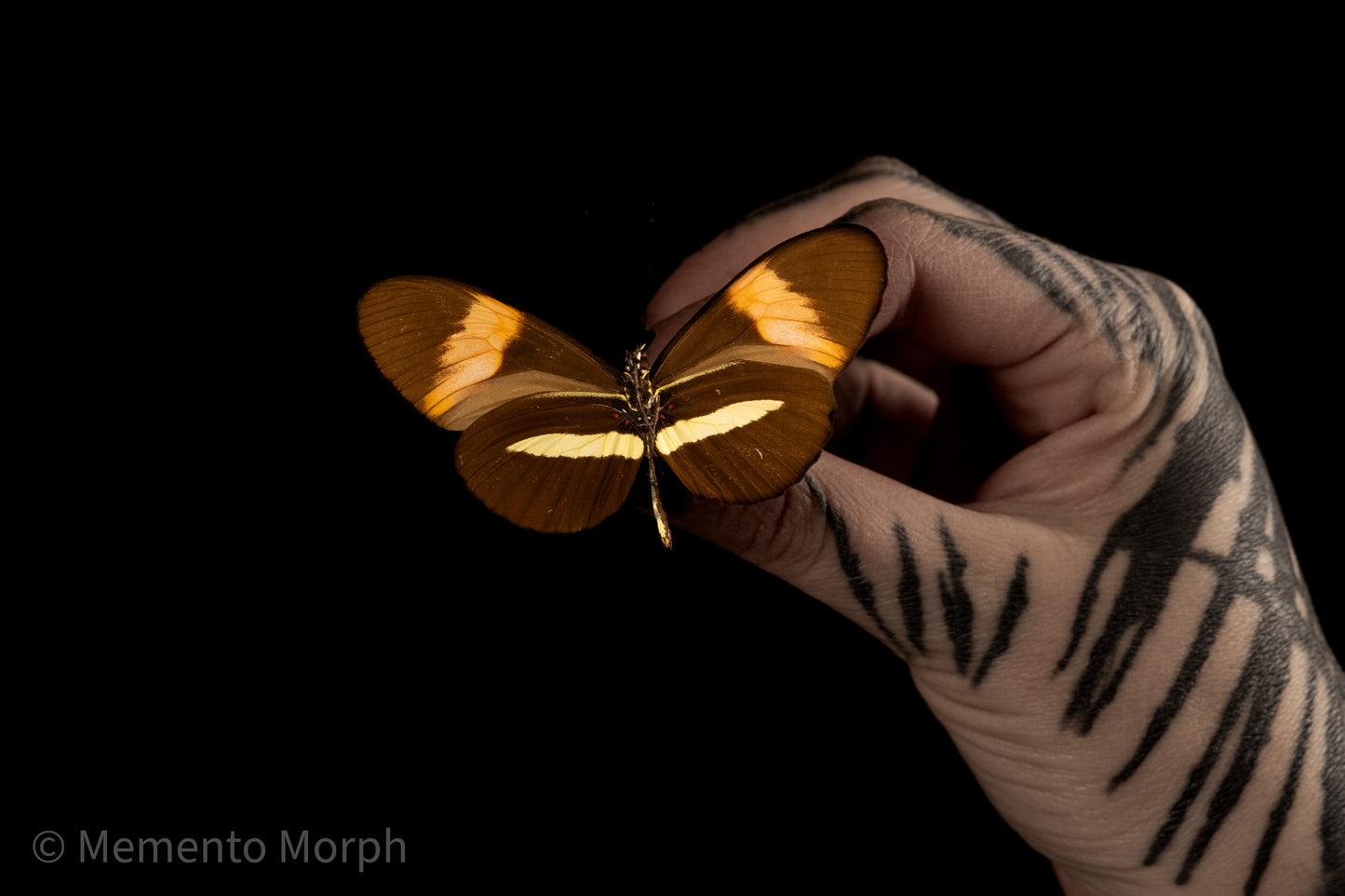 Heliconius Erato (Folded Wings)