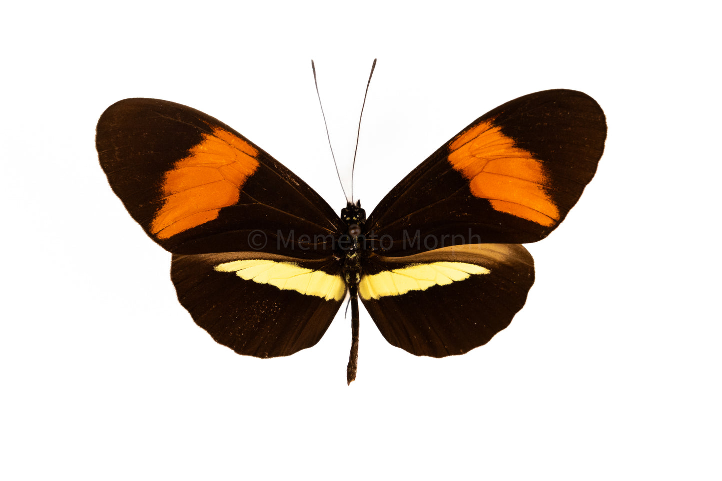 Heliconius Erato (Folded Wings)