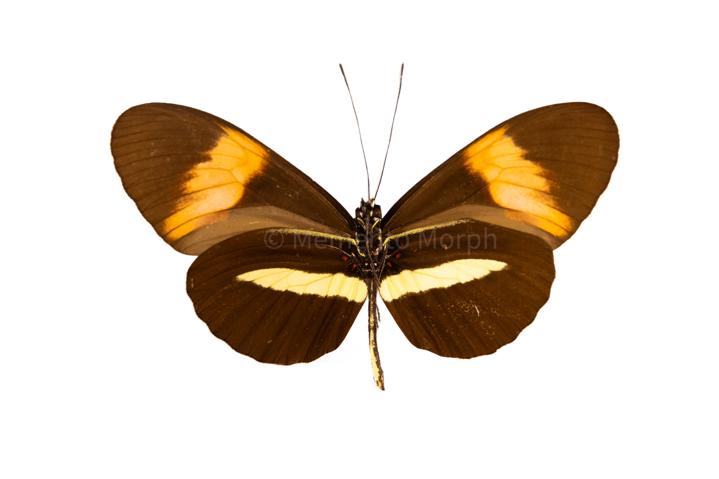 Heliconius Erato (Folded Wings)