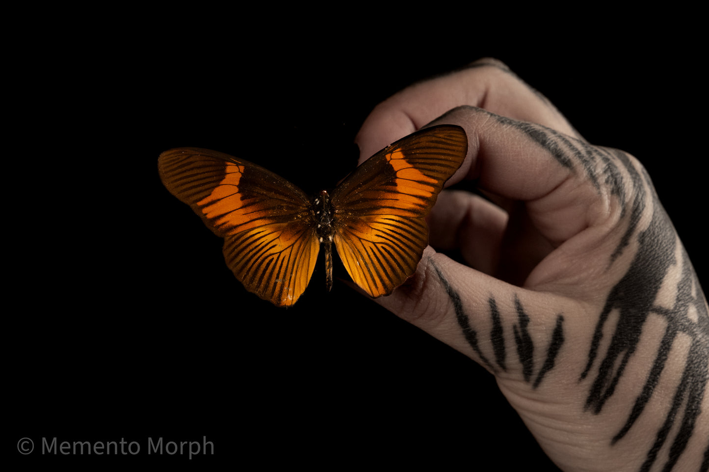 Pseudacraea Clarki (Folded Wings)