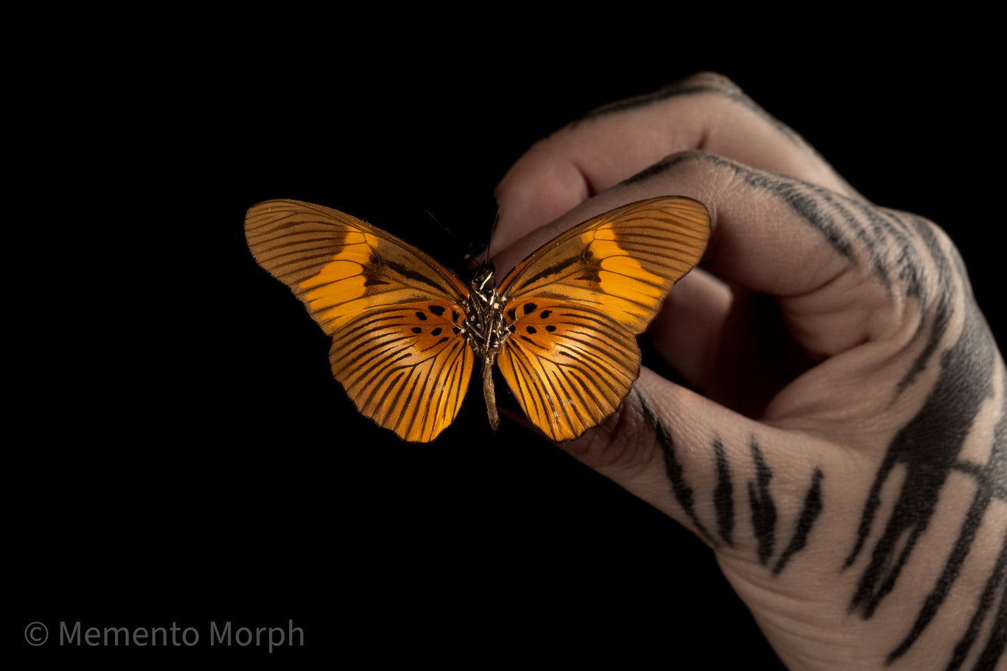 Pseudacraea Clarki (Folded Wings)
