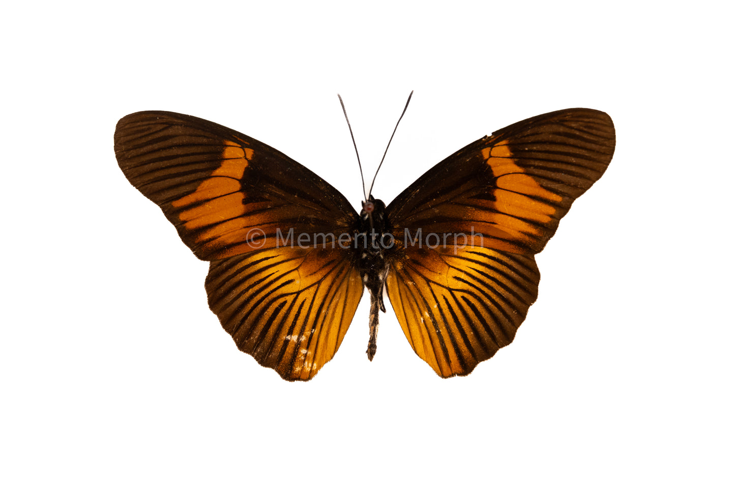 Pseudacraea Clarki (Folded Wings)