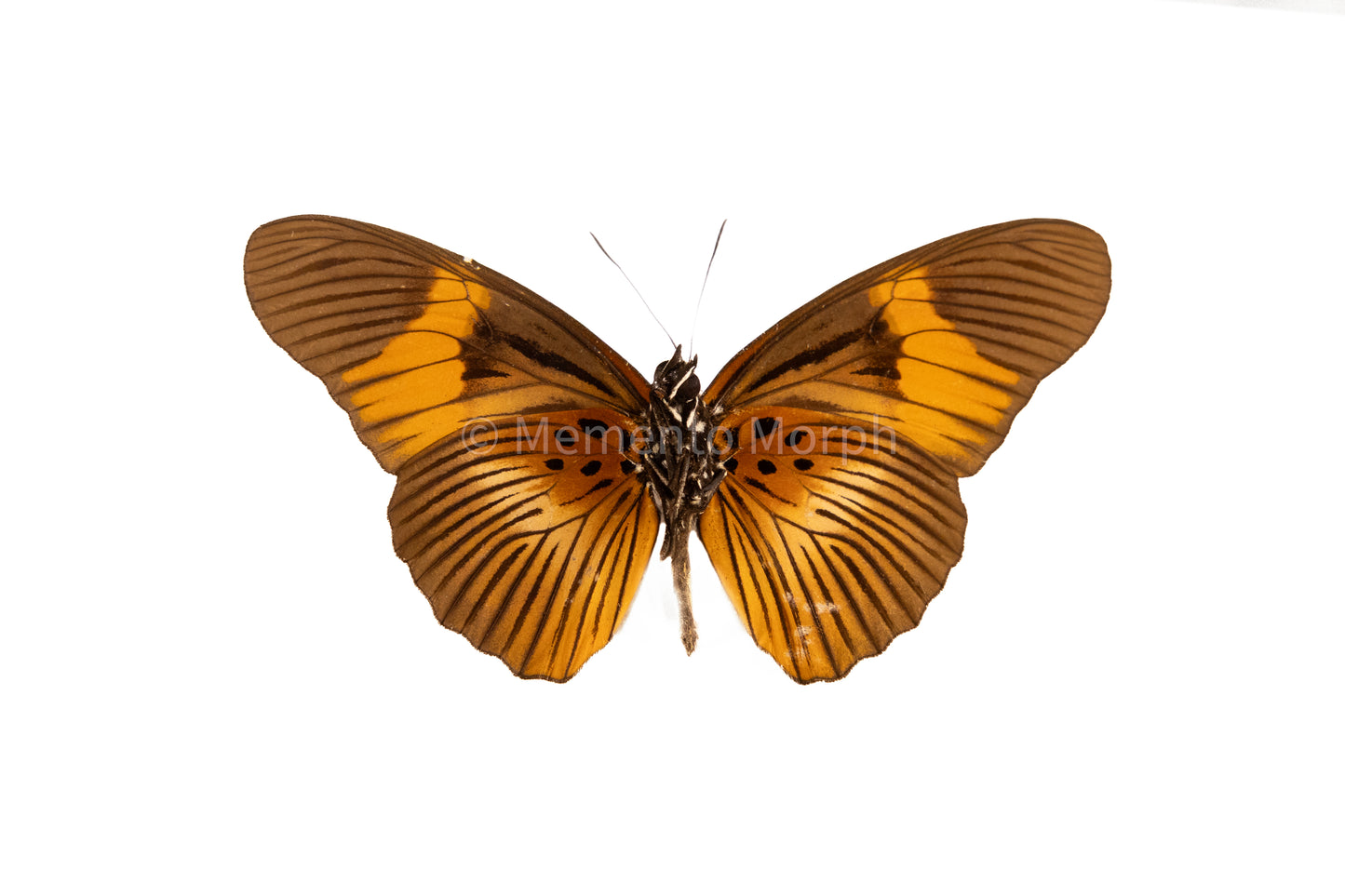 Pseudacraea Clarki (Folded Wings)