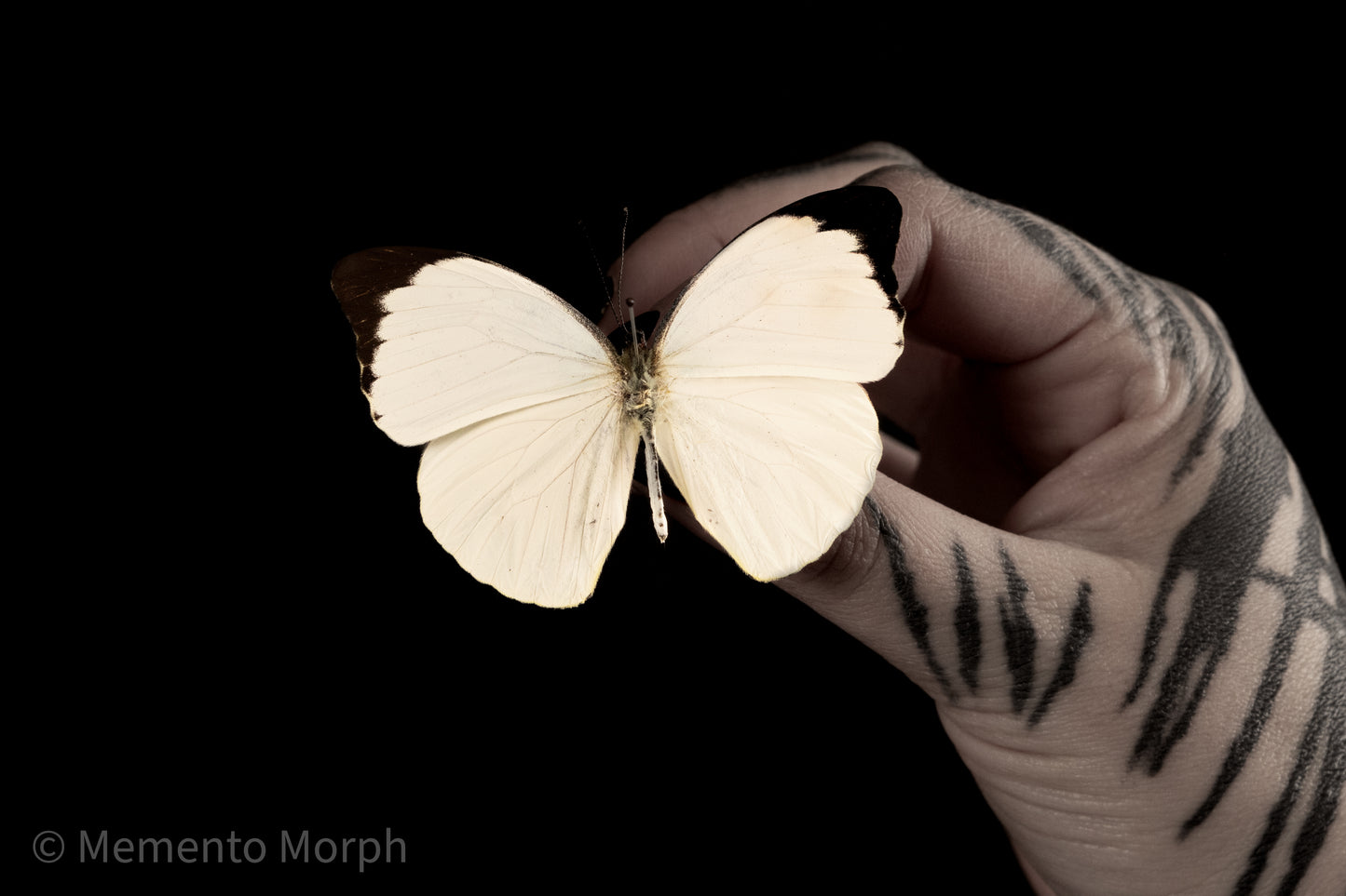 Pieris Argia (Folded Wings)