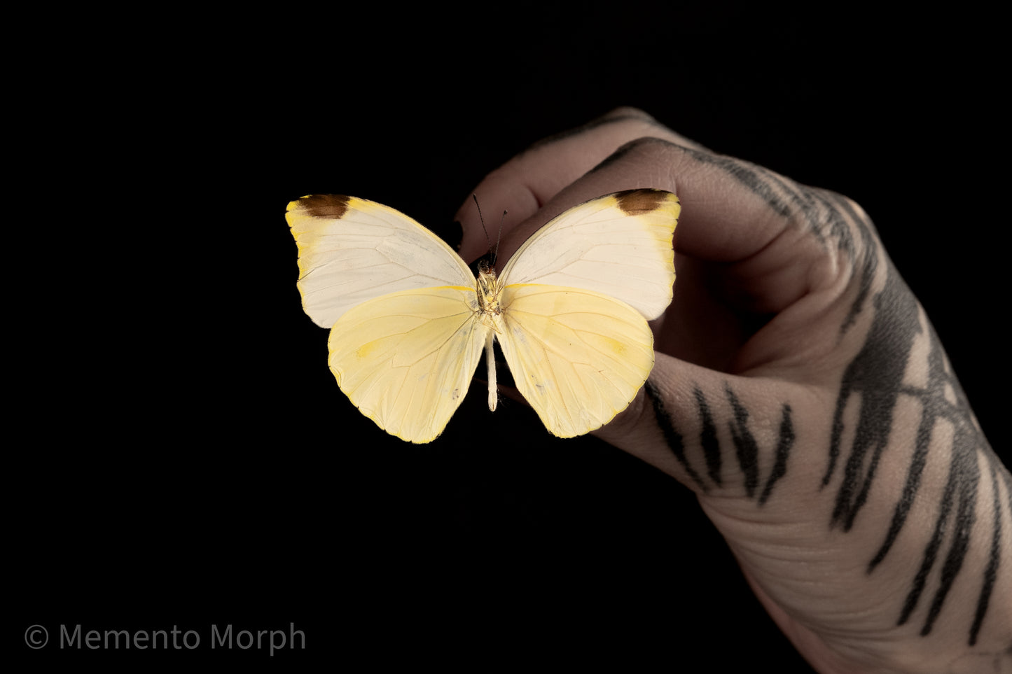Pieris Argia (Folded Wings)