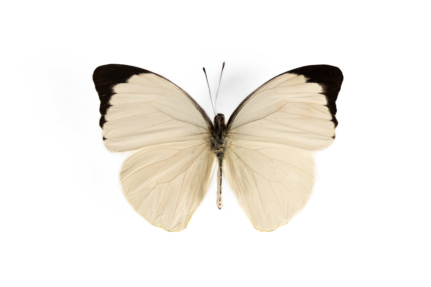 Pieris Argia (Folded Wings)
