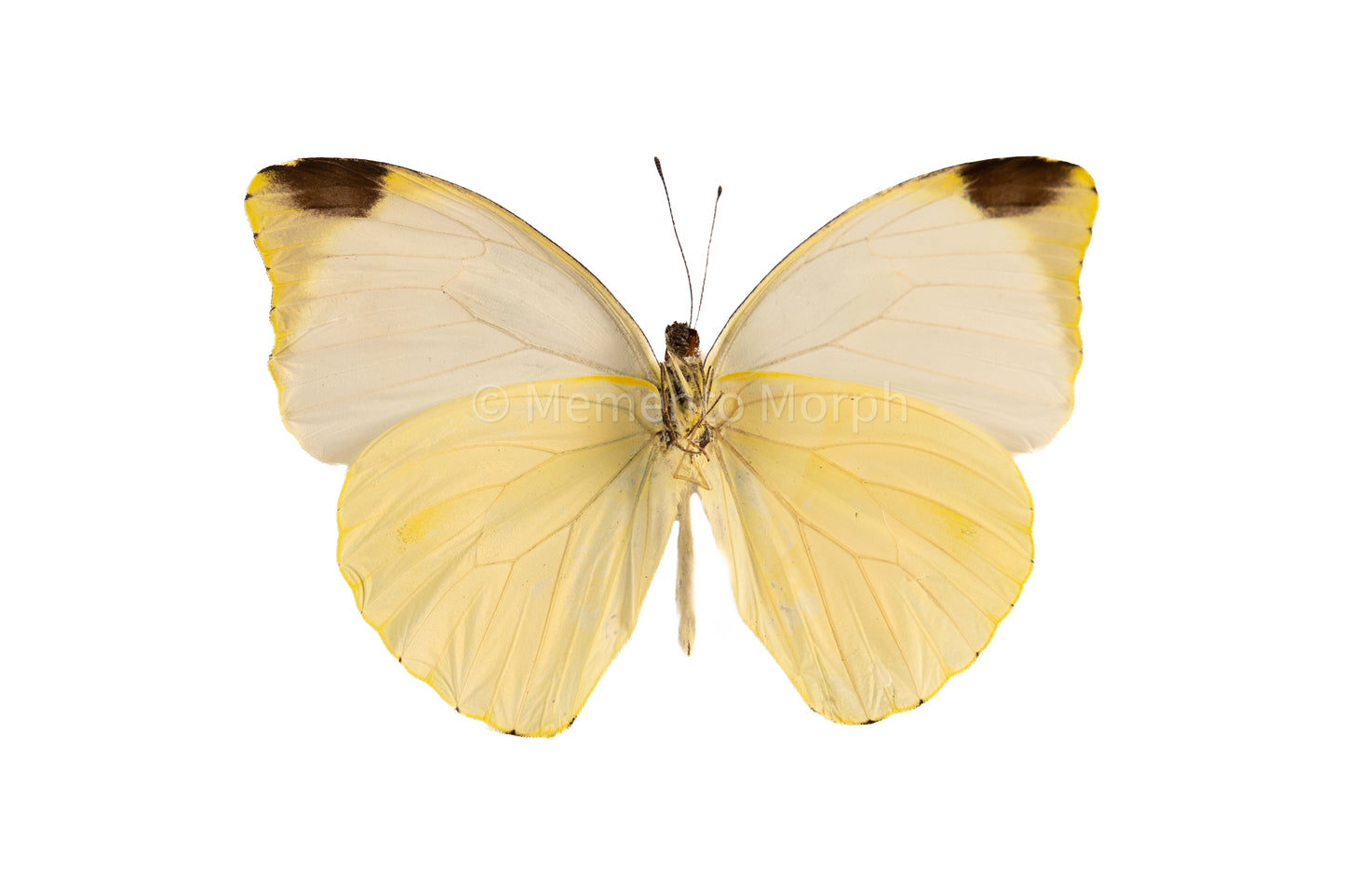 Pieris Argia (Folded Wings)