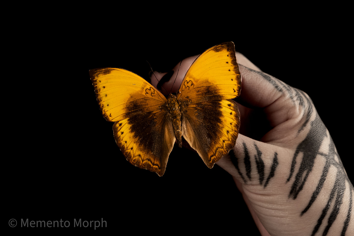 Cymothoe Hypatha (Folded Wings)
