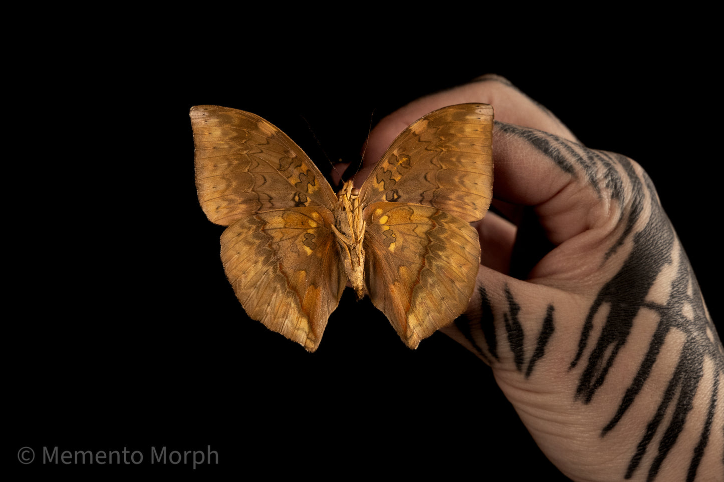 Cymothoe Hypatha (Folded Wings)