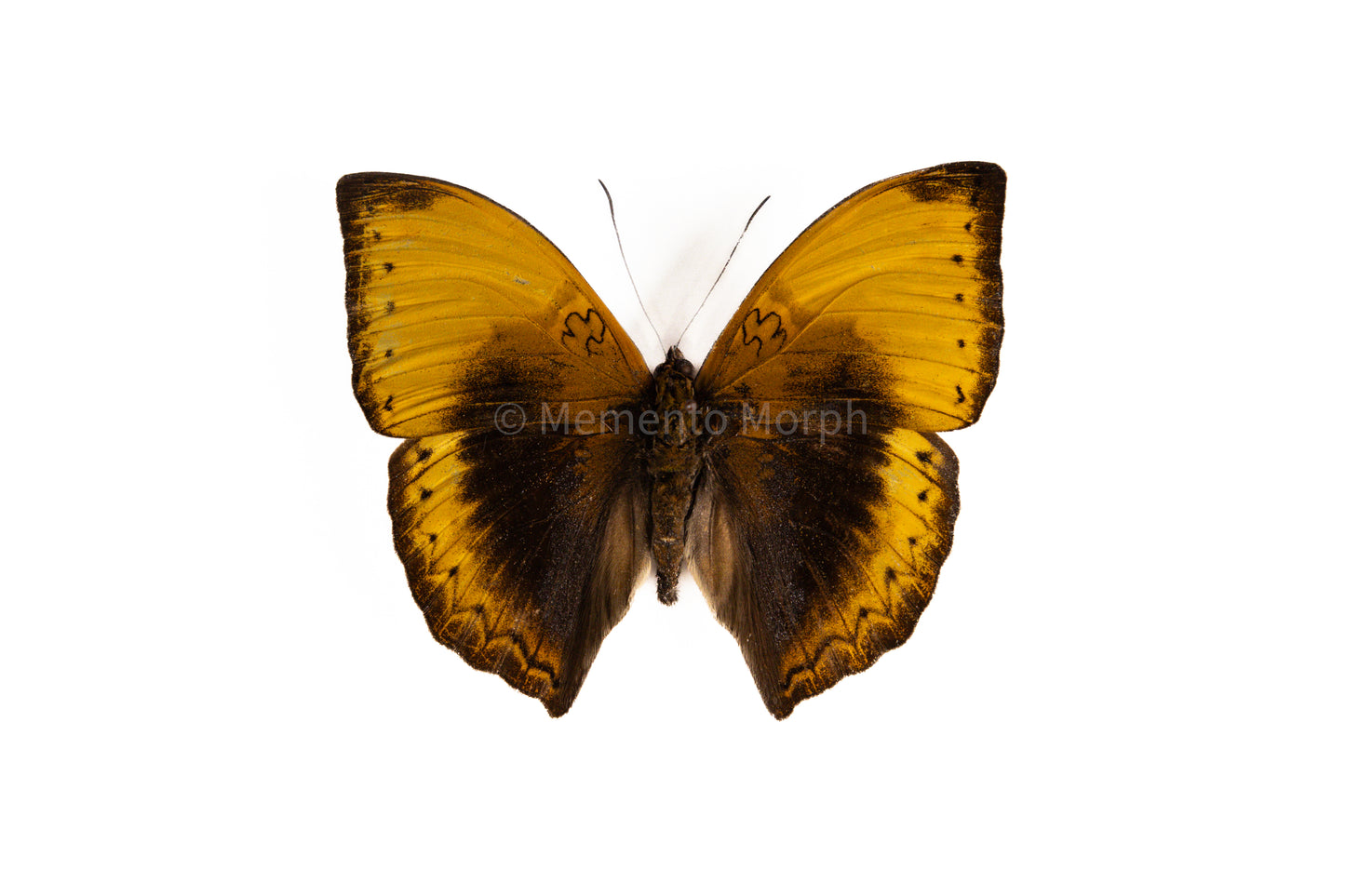 Cymothoe Hypatha (Folded Wings)