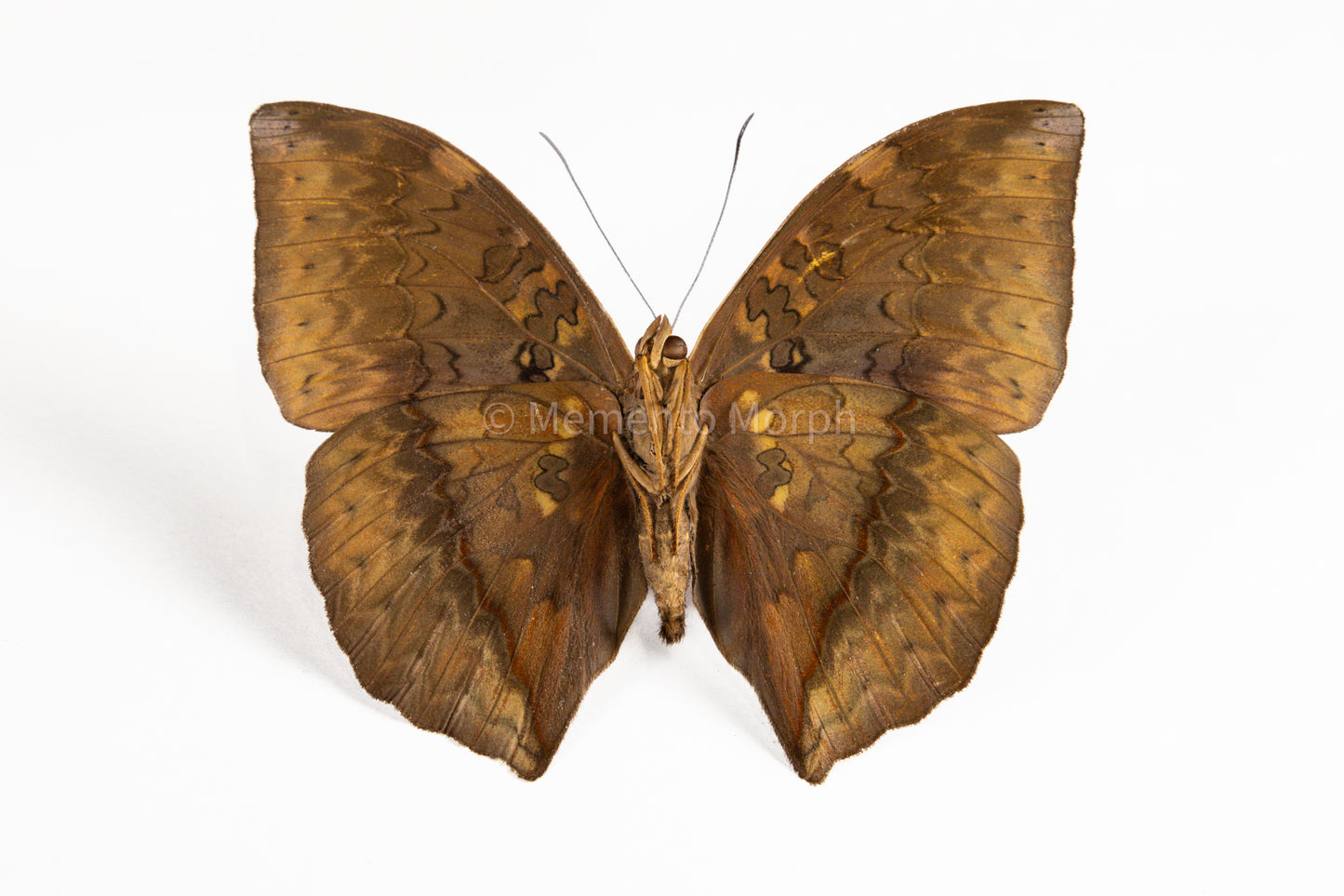 Cymothoe Hypatha (Folded Wings)