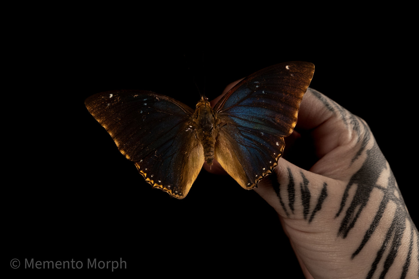 Charaxes Bipunctatus (Folded Wings)