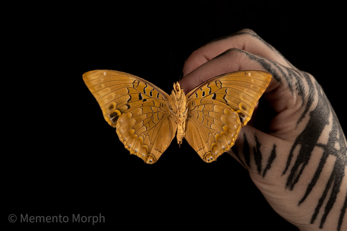 Charaxes Bipunctatus (Folded Wings)