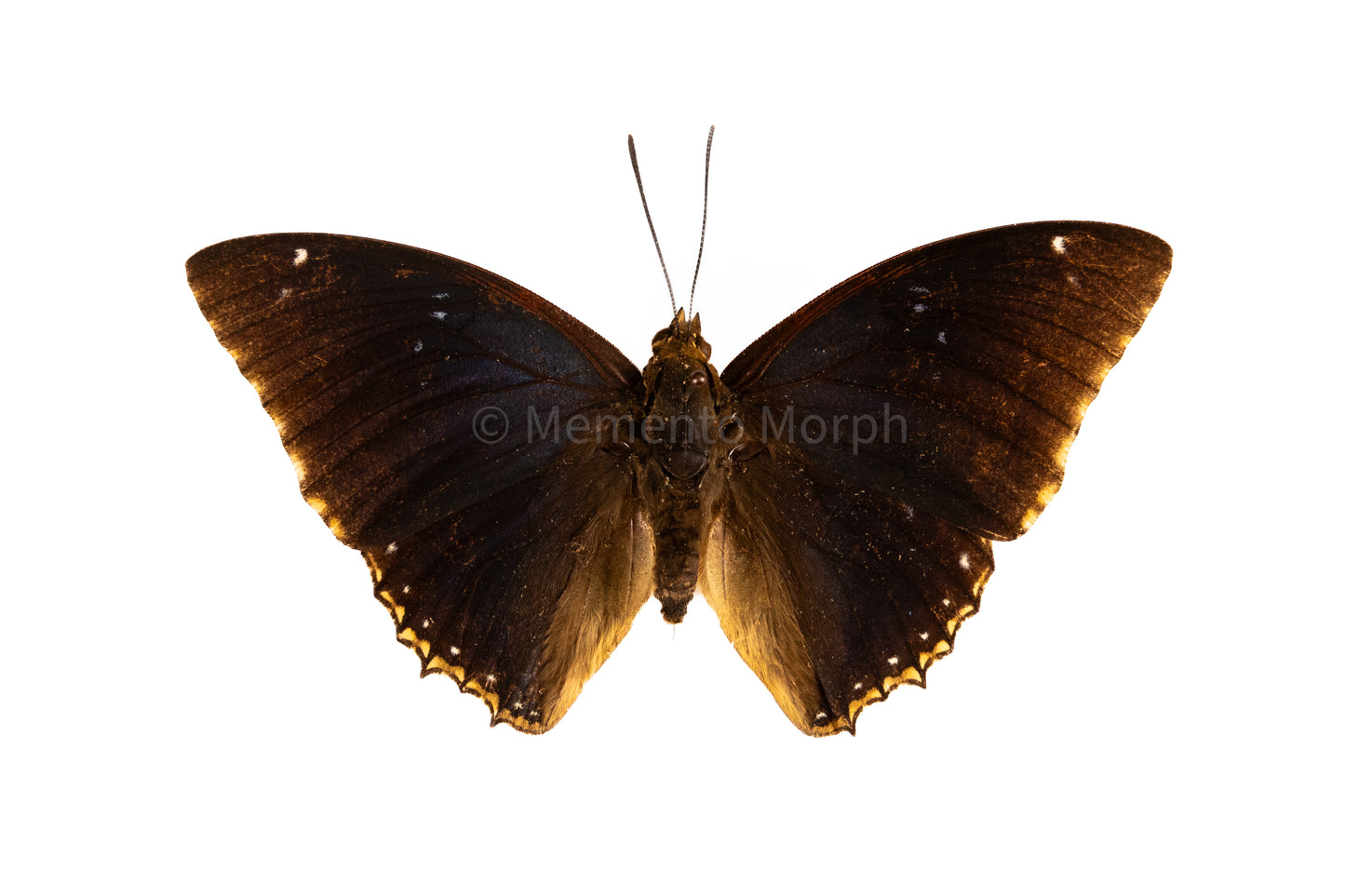 Charaxes Bipunctatus (Folded Wings)