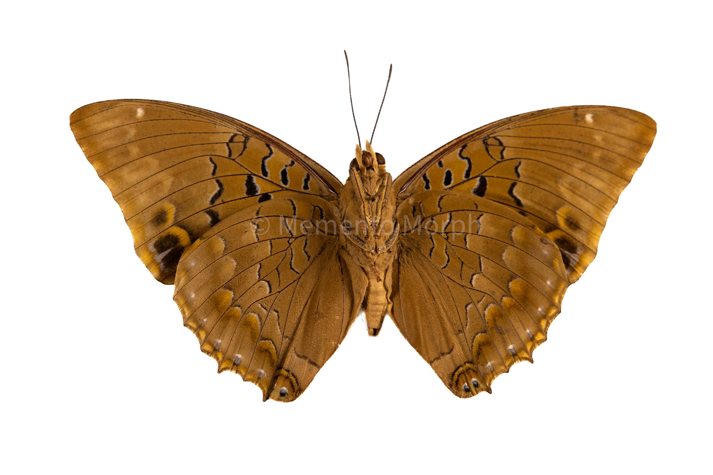 Charaxes Bipunctatus (Folded Wings)