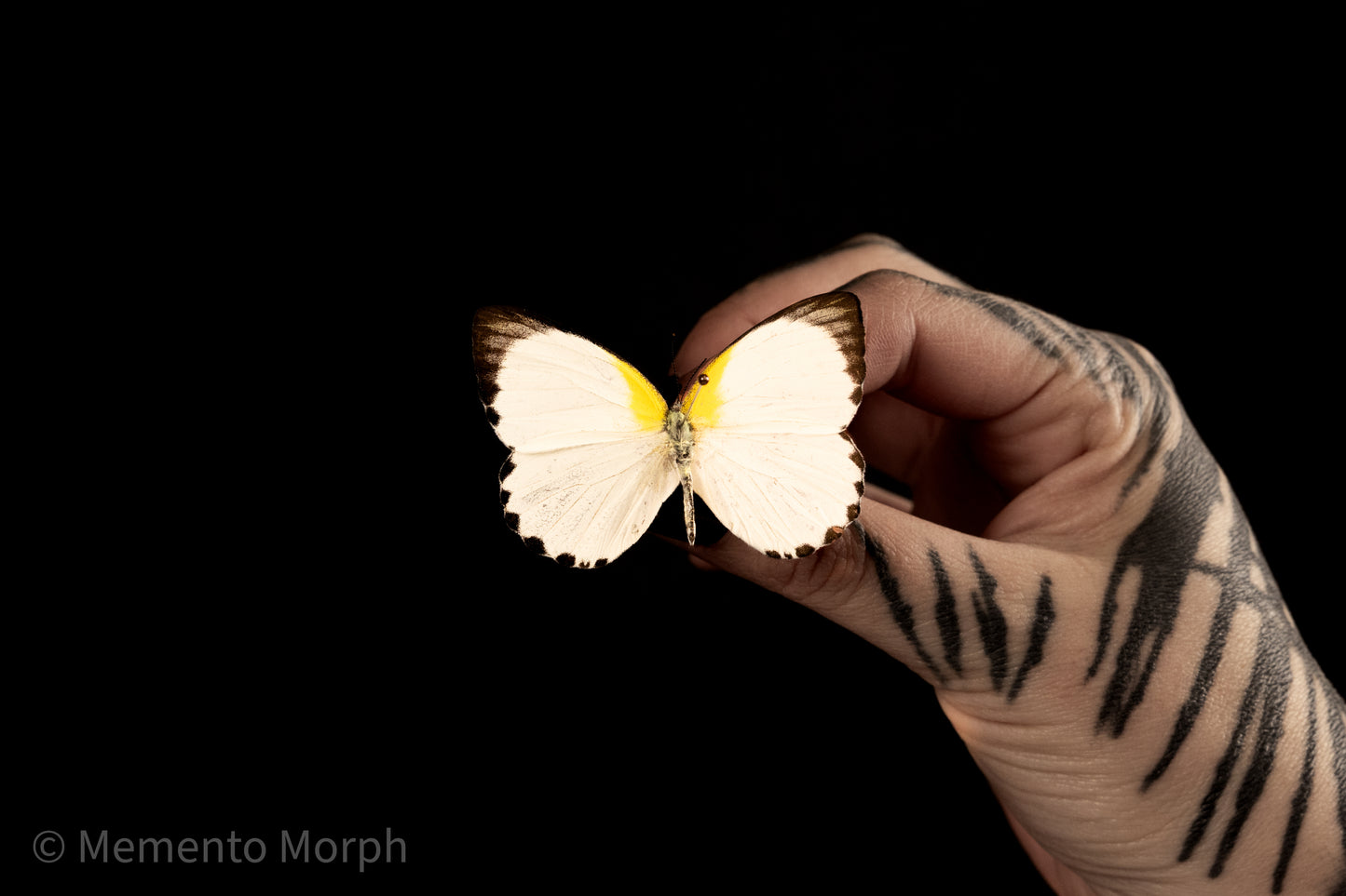 Appias Sylvia (Folded Wings)