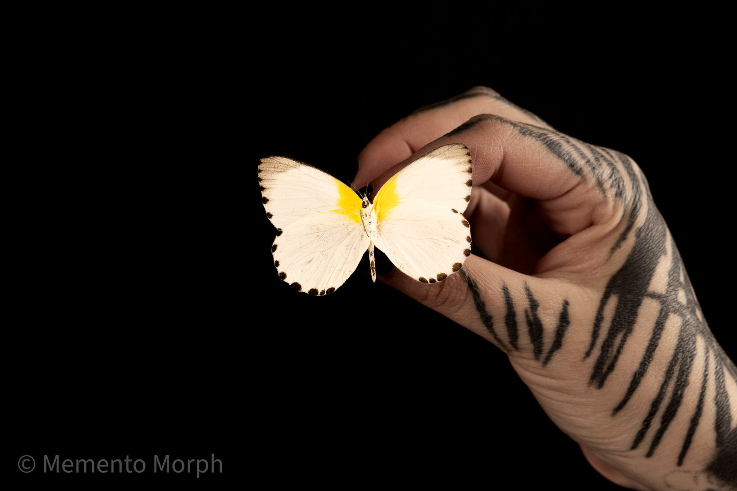 Appias Sylvia (Folded Wings)