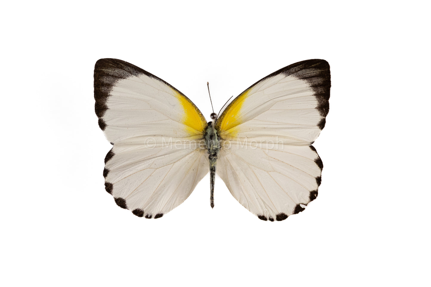 Appias Sylvia (Folded Wings)