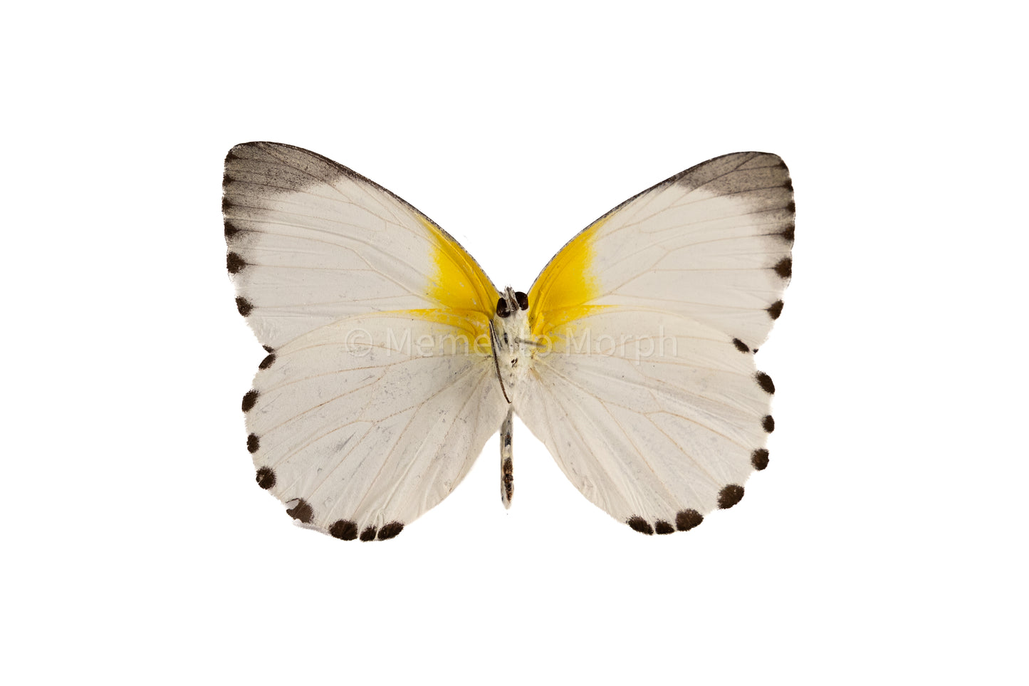 Appias Sylvia (Folded Wings)
