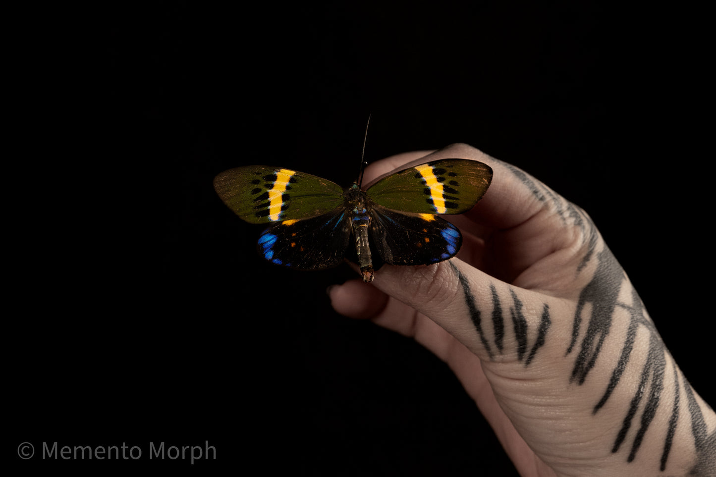 Eterusia Repleta Moth (Folded Wings)