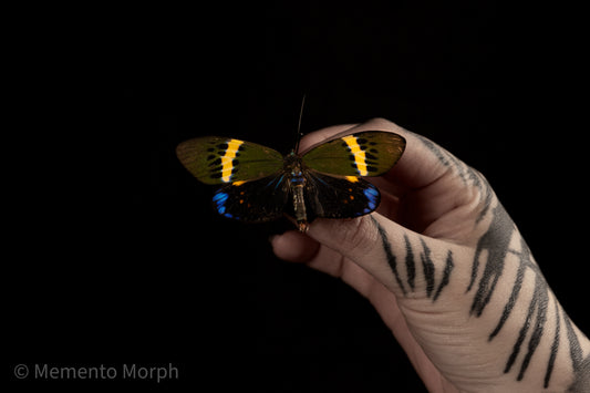 Eterusia Repleta Moth (Folded Wings)