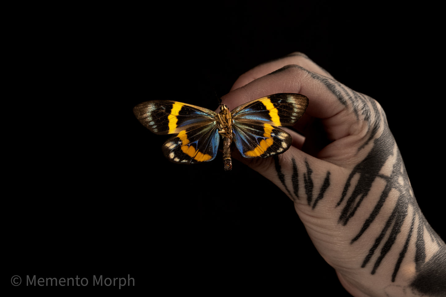 Eterusia Repleta Moth (Folded Wings)