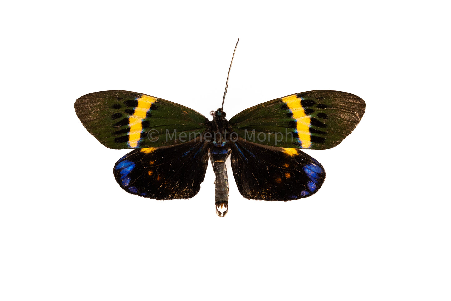 Eterusia Repleta Moth (Folded Wings)