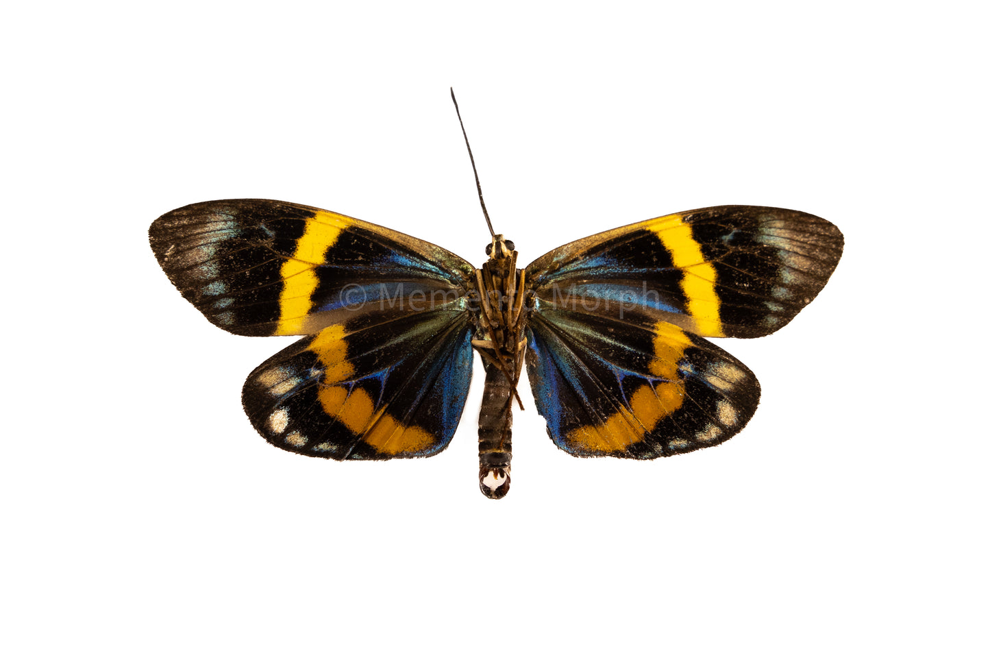 Eterusia Repleta Moth (Folded Wings)