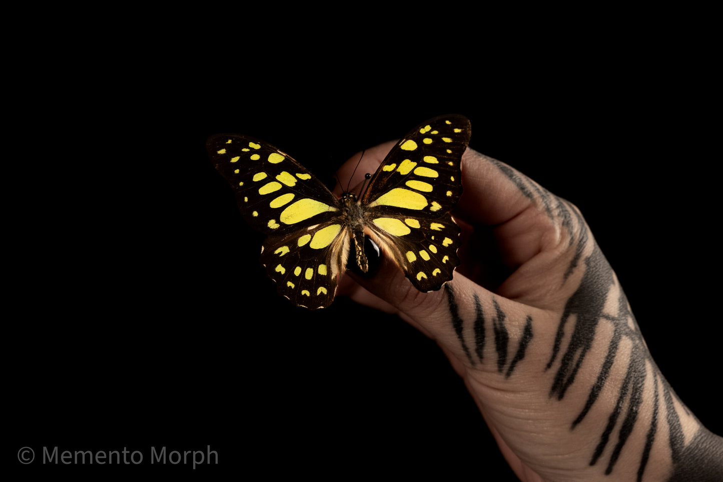Graphium Cyrnus (Folded Wings)