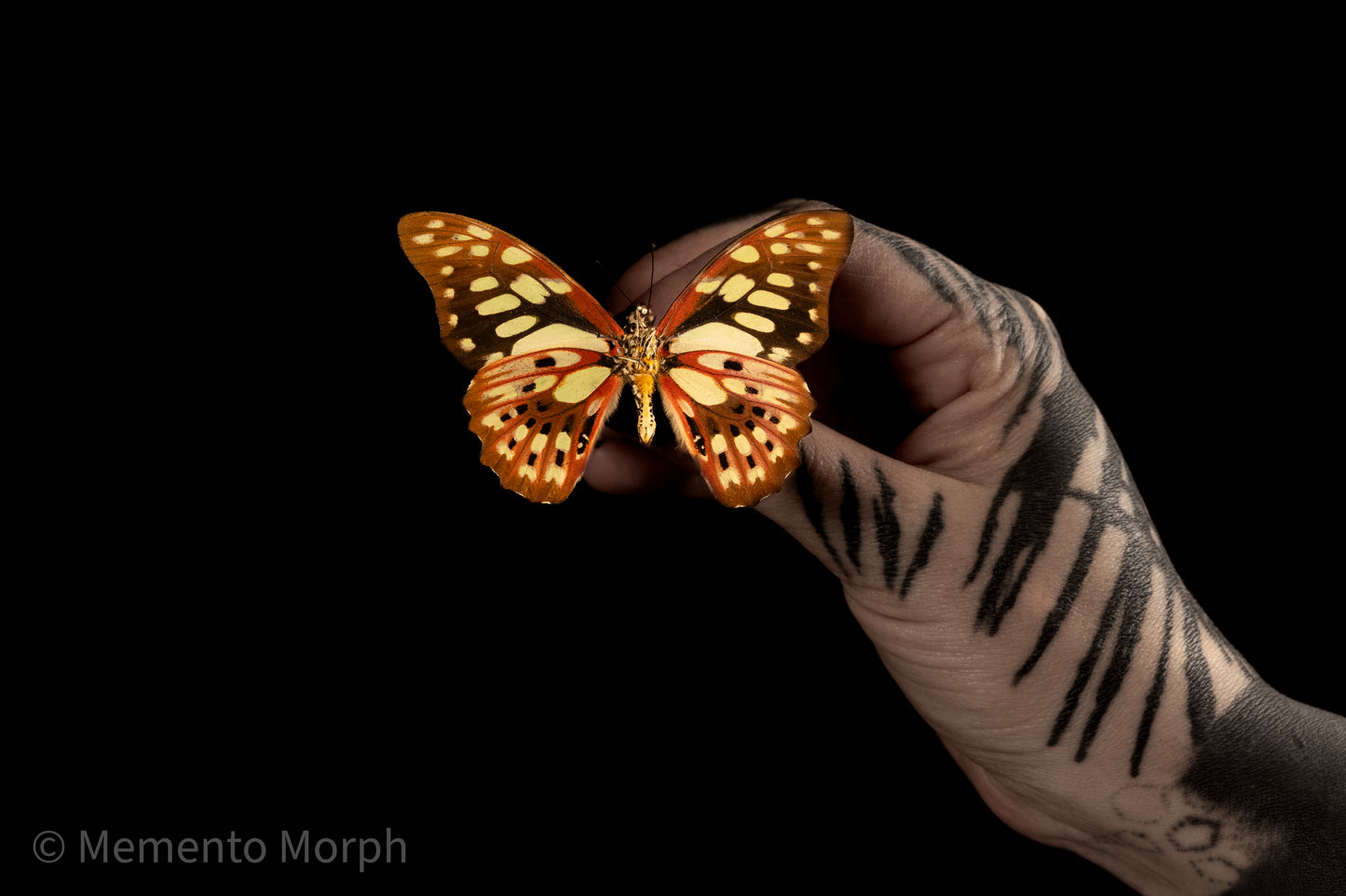 Graphium Cyrnus (Folded Wings)