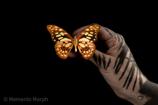 Graphium Cyrnus (Folded Wings)