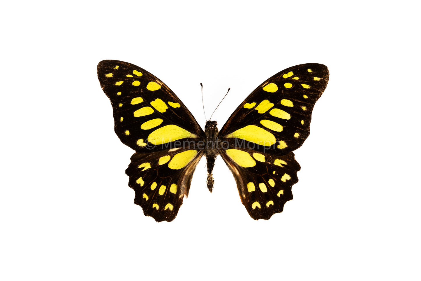 Graphium Cyrnus (Folded Wings)