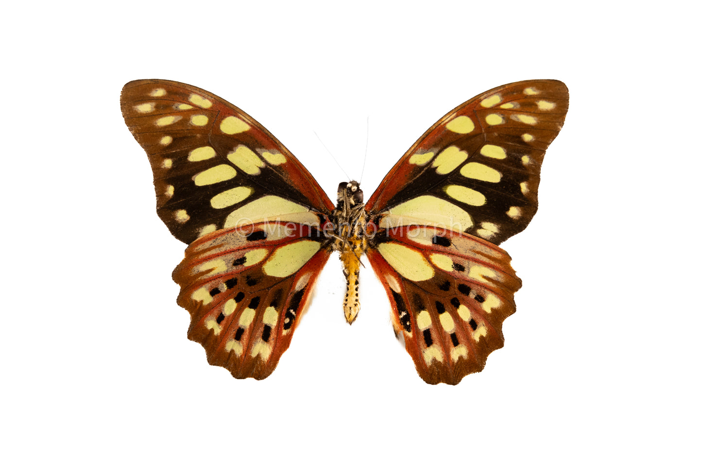 Graphium Cyrnus (Folded Wings)