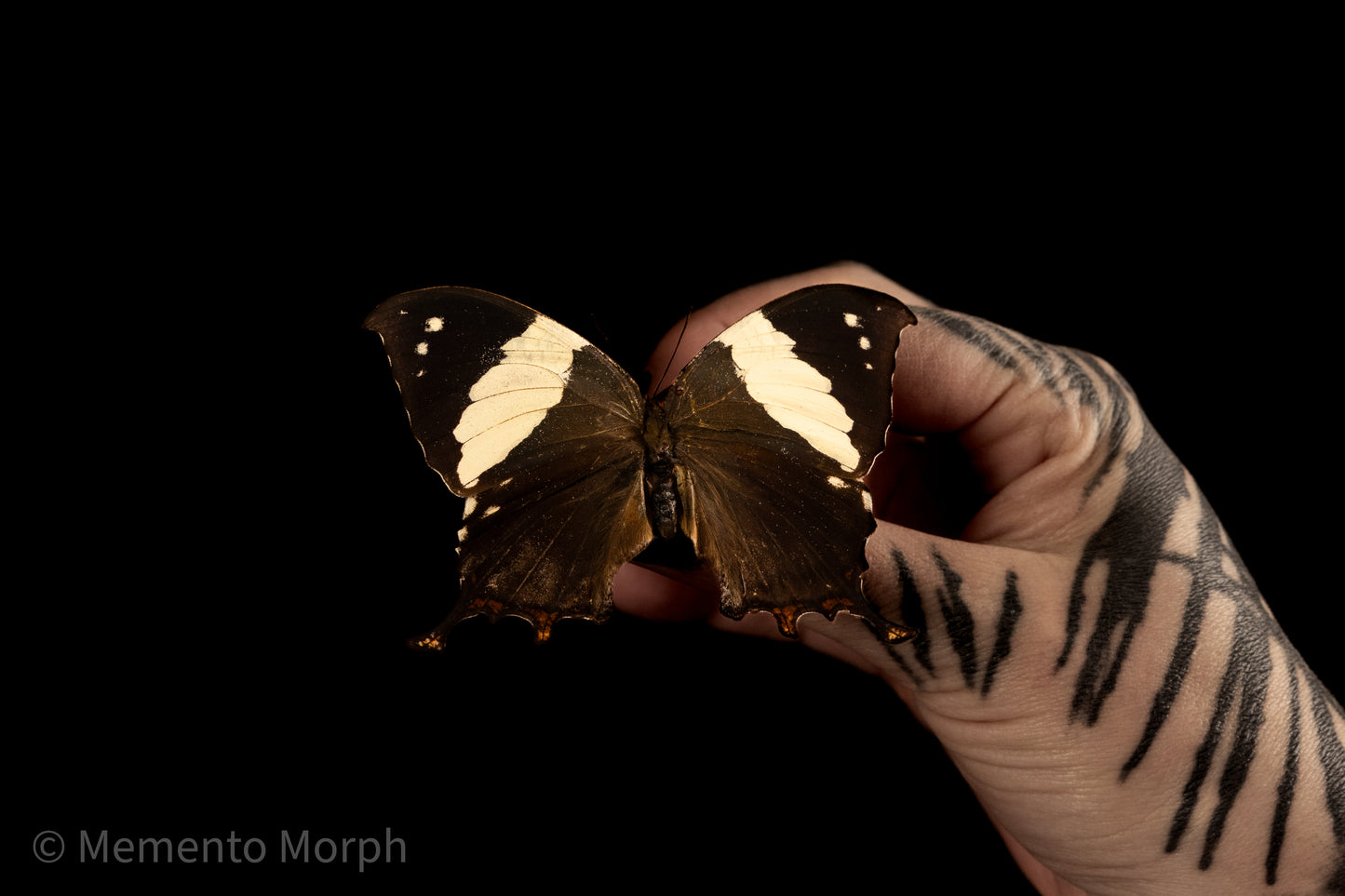 Anaea Clytemnestra (Folded Wings)