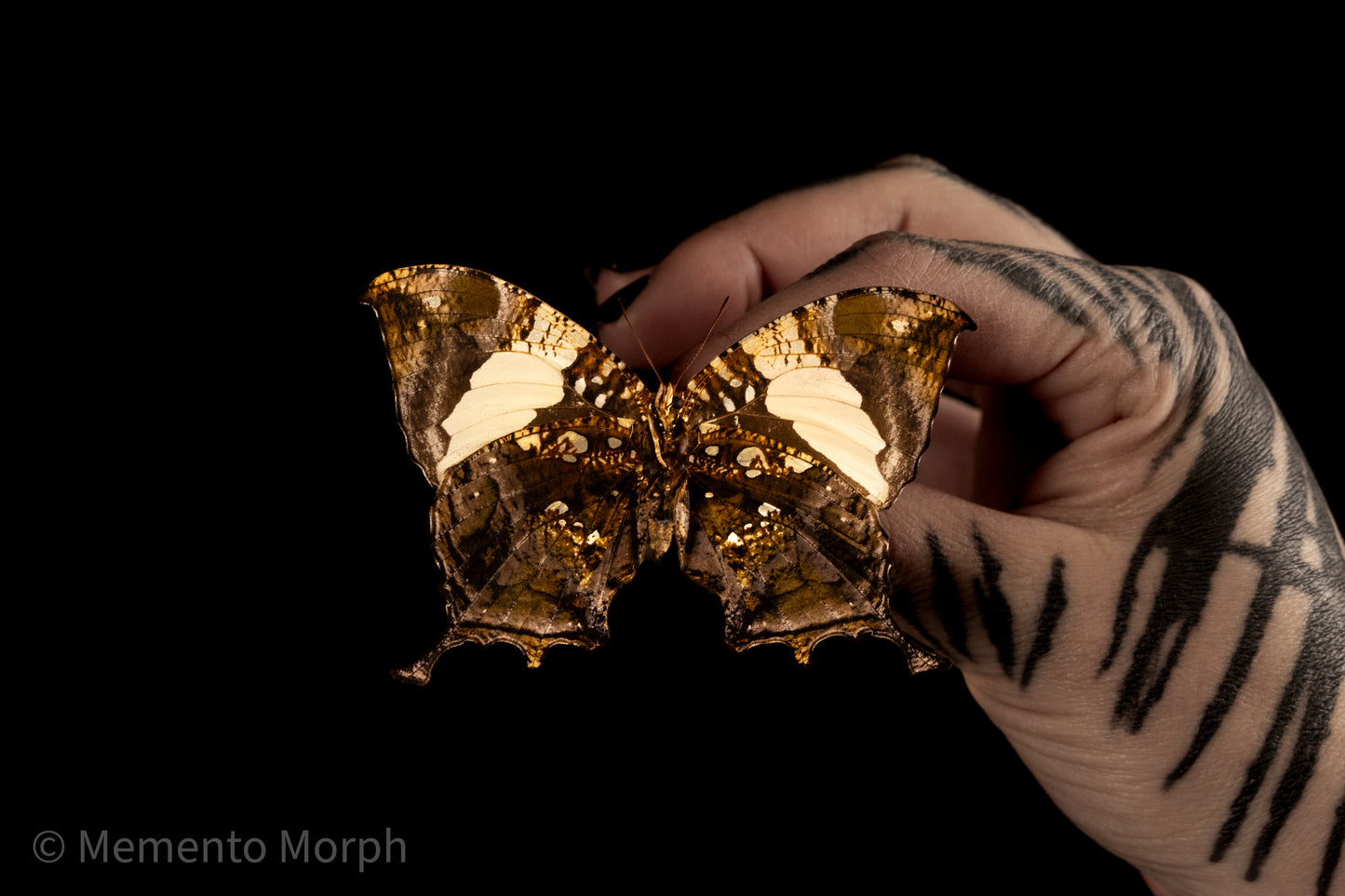 Anaea Clytemnestra (Folded Wings)