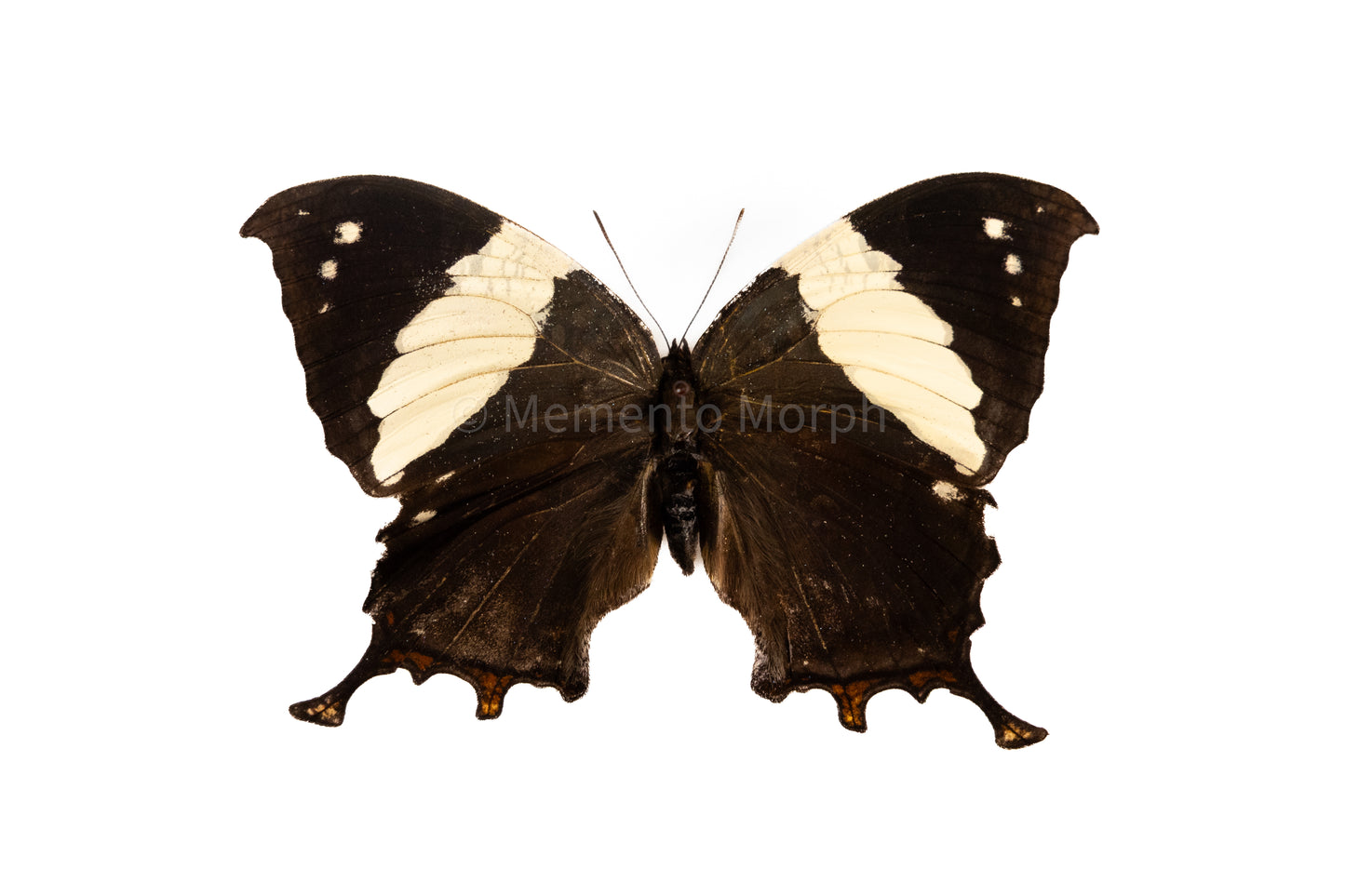 Anaea Clytemnestra (Folded Wings)