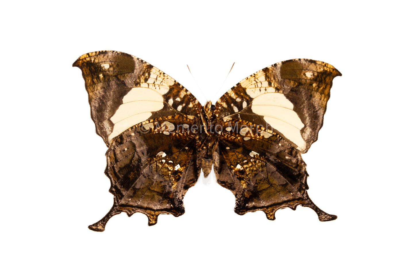 Anaea Clytemnestra (Folded Wings)