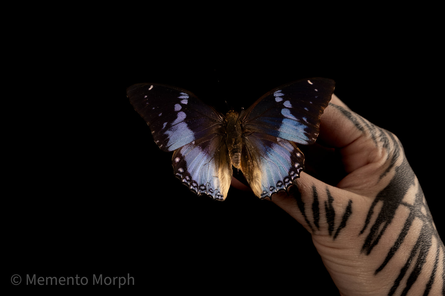 Charaxes Smaragdalis (Folded Wings)