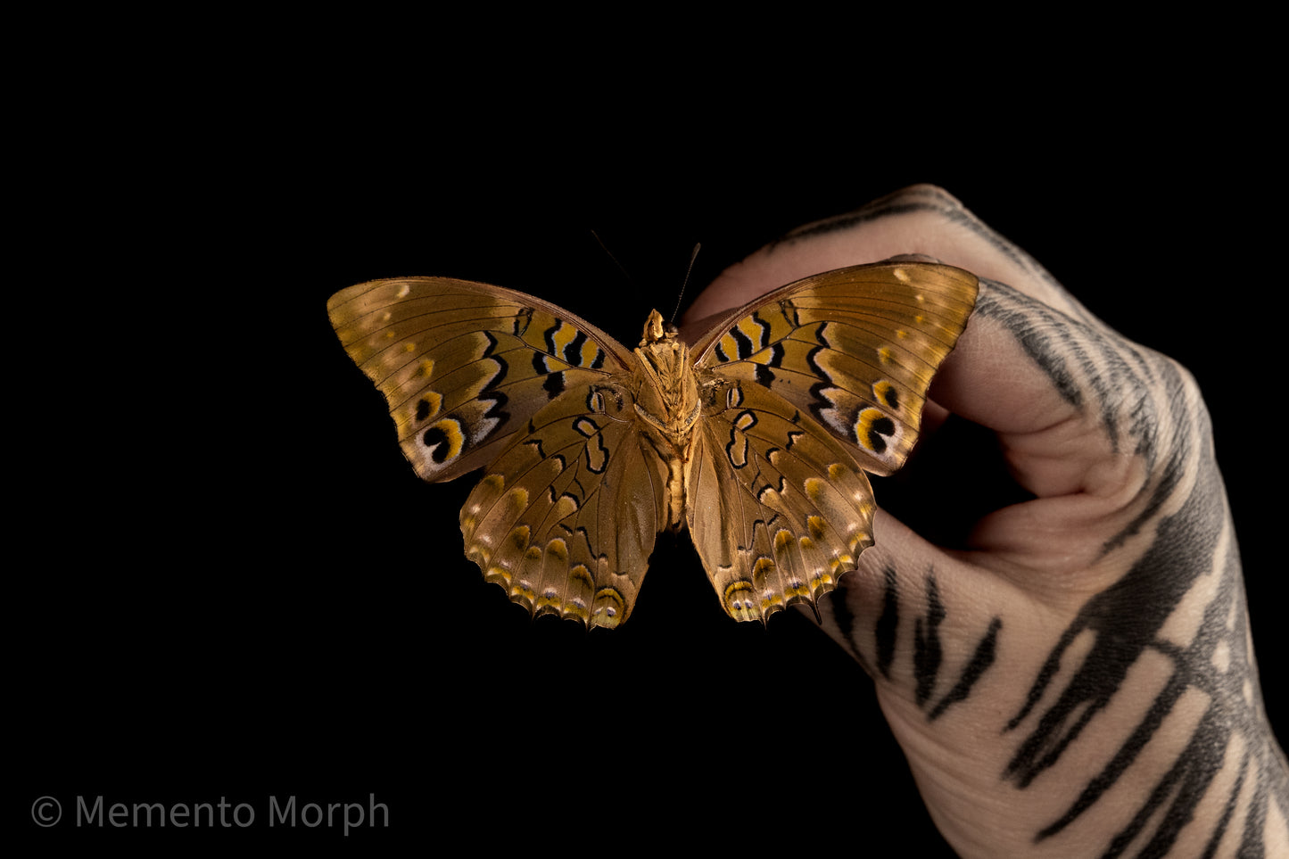 Charaxes Smaragdalis (Folded Wings)