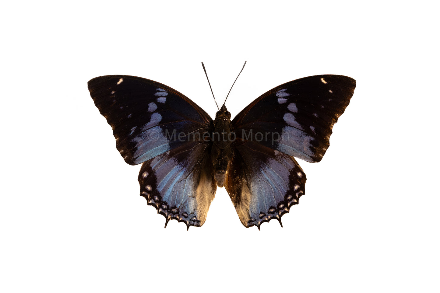 Charaxes Smaragdalis (Folded Wings)