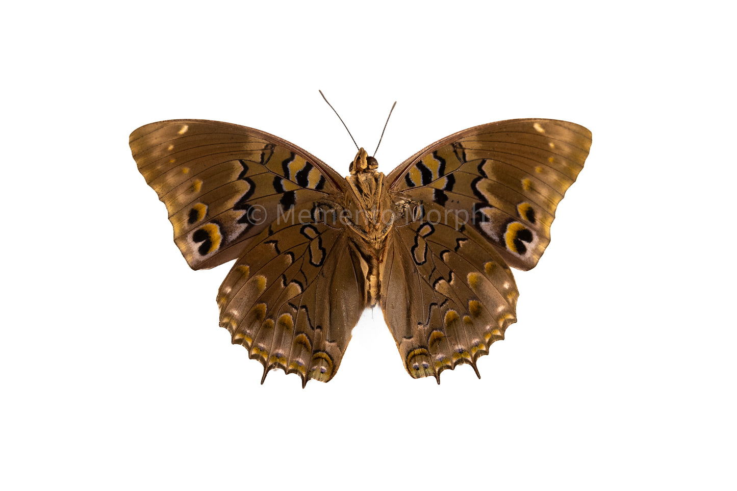 Charaxes Smaragdalis (Folded Wings)