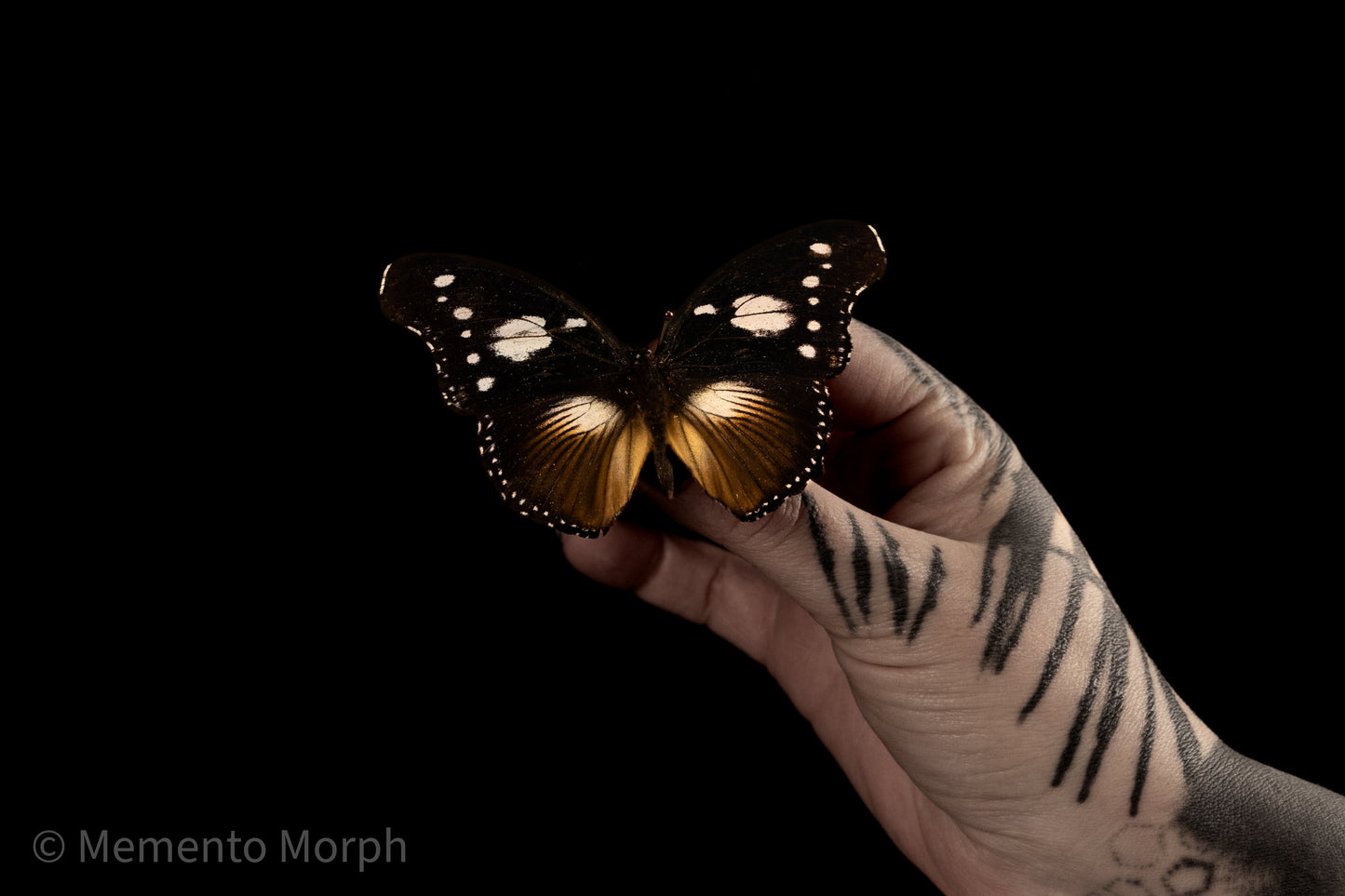Hypolimnas Dinarcha (Folded Wings)