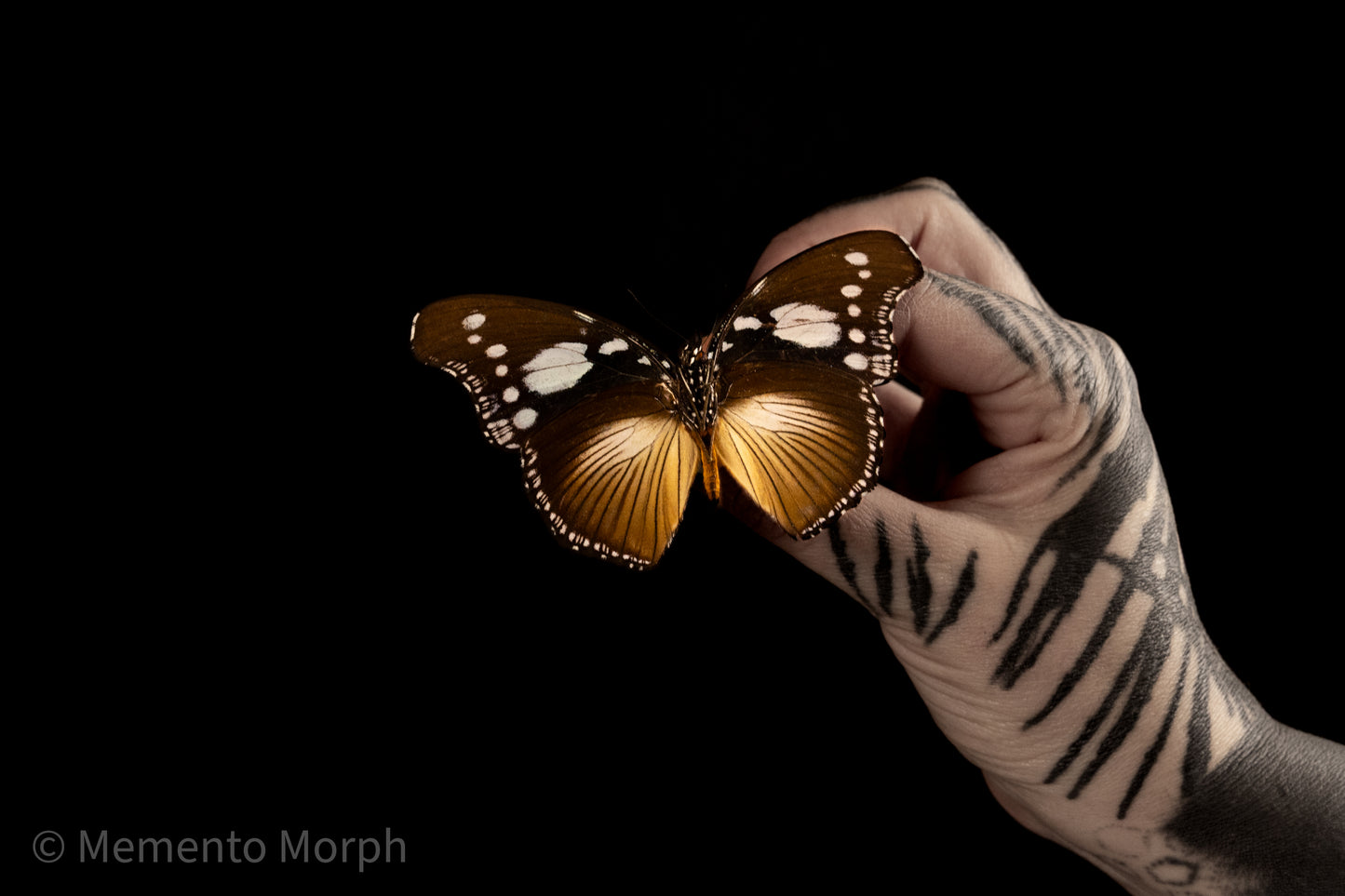 Hypolimnas Dinarcha (Folded Wings)