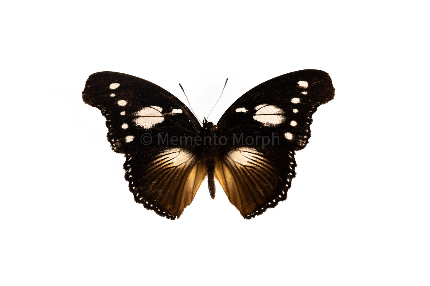 Hypolimnas Dinarcha (Folded Wings)