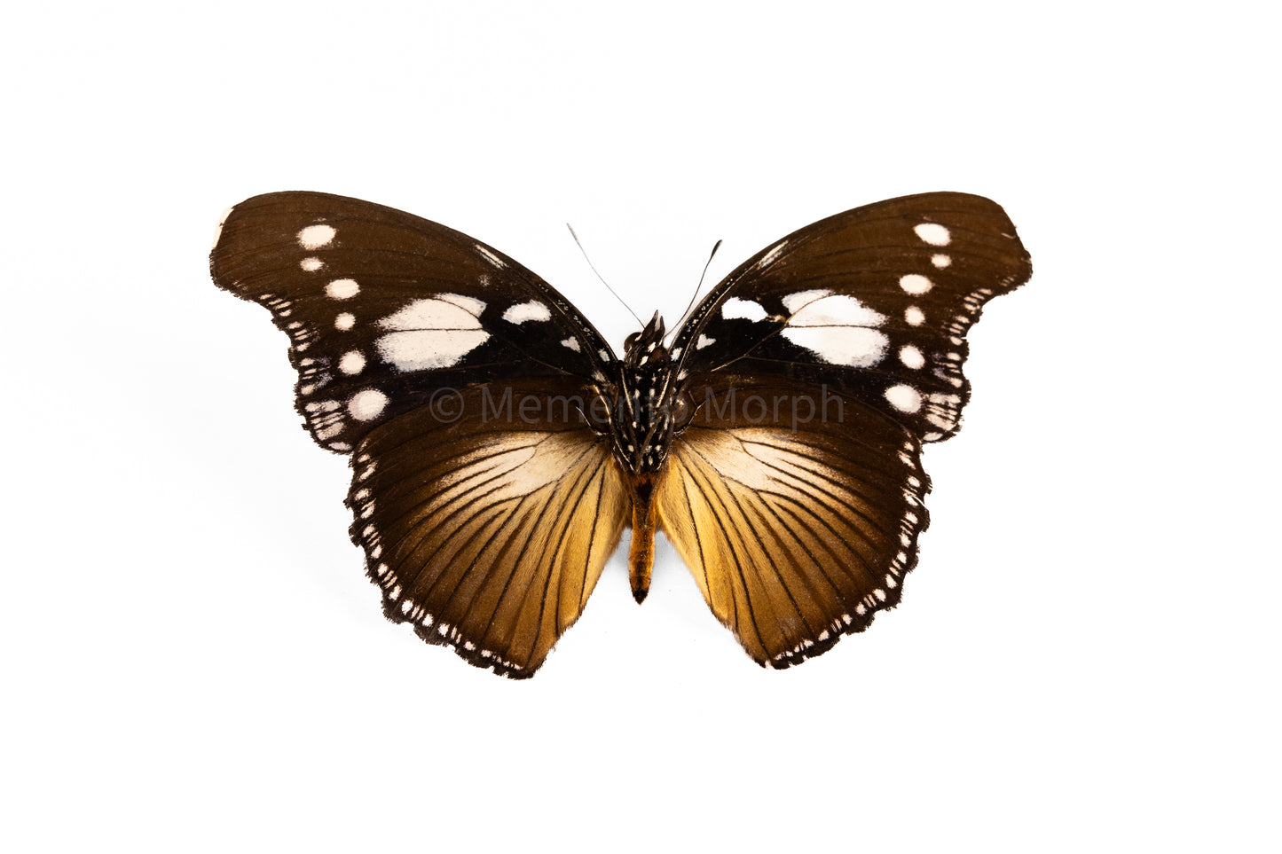 Hypolimnas Dinarcha (Folded Wings)