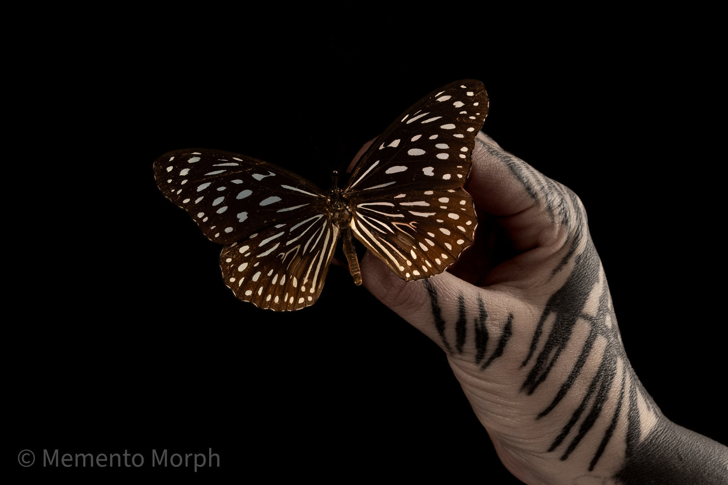 Tirumala Septentrionis (Folded Wings)