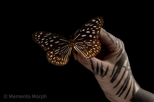 Tirumala Septentrionis (Folded Wings)